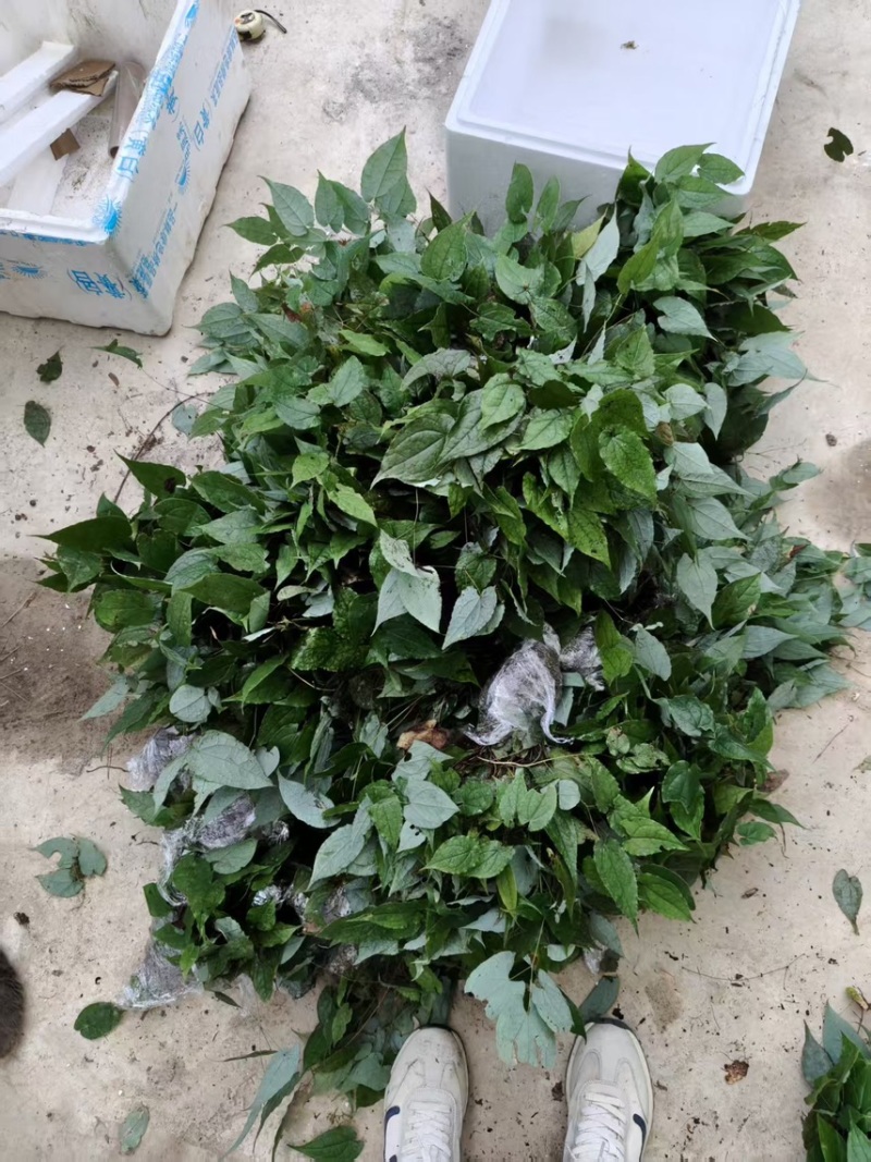 优质淫羊藿种苗，现挖带土成活率高量大价优