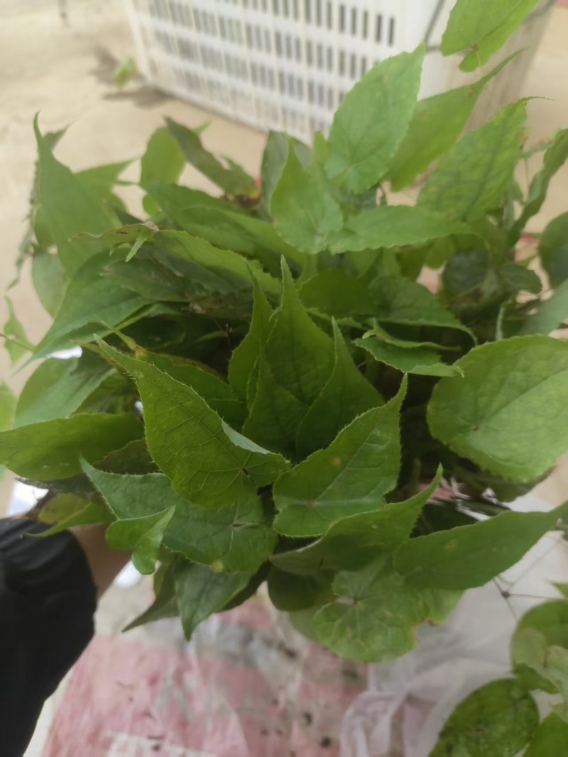 优质淫羊藿种苗，现挖带土成活率高量大价优