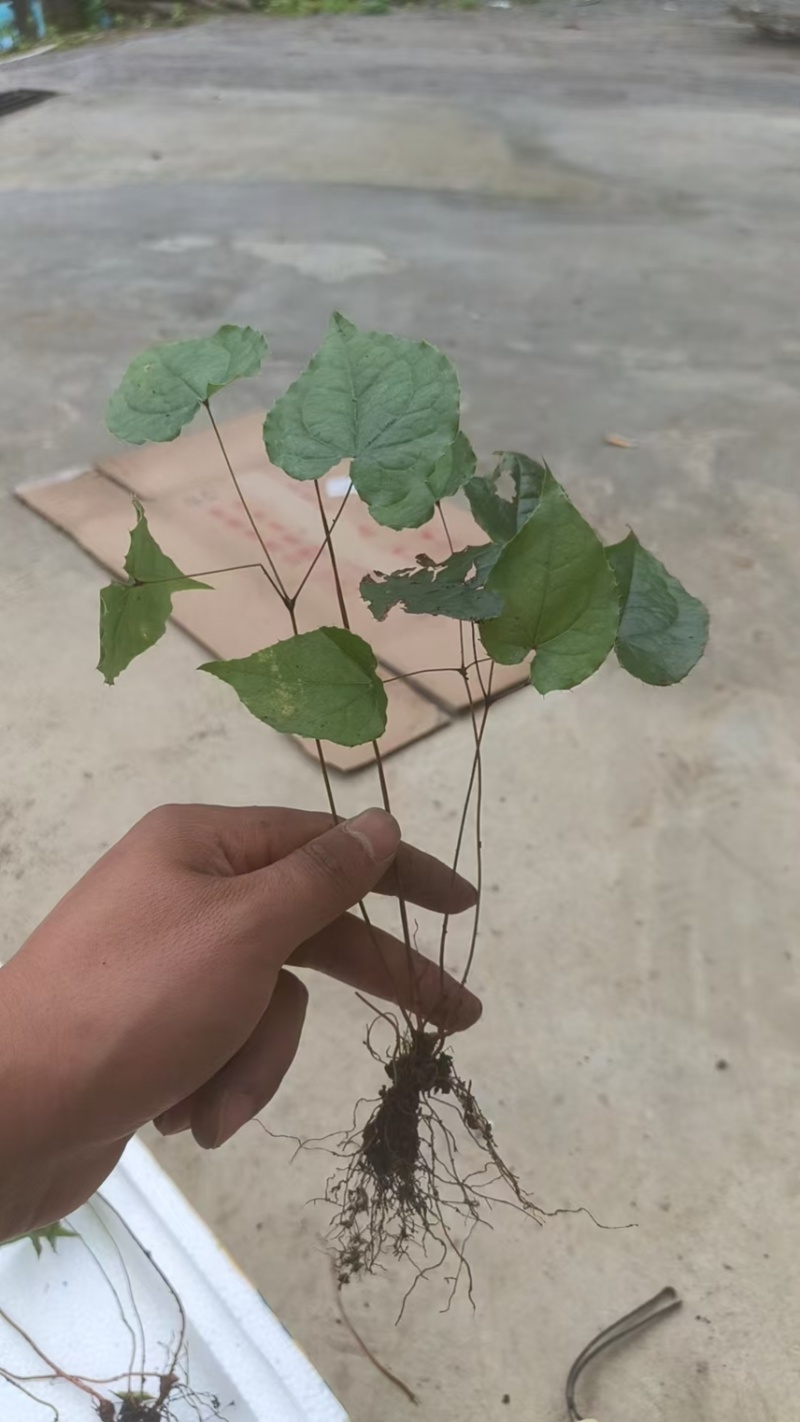 优质淫羊藿种苗，现挖带土成活率高量大价优