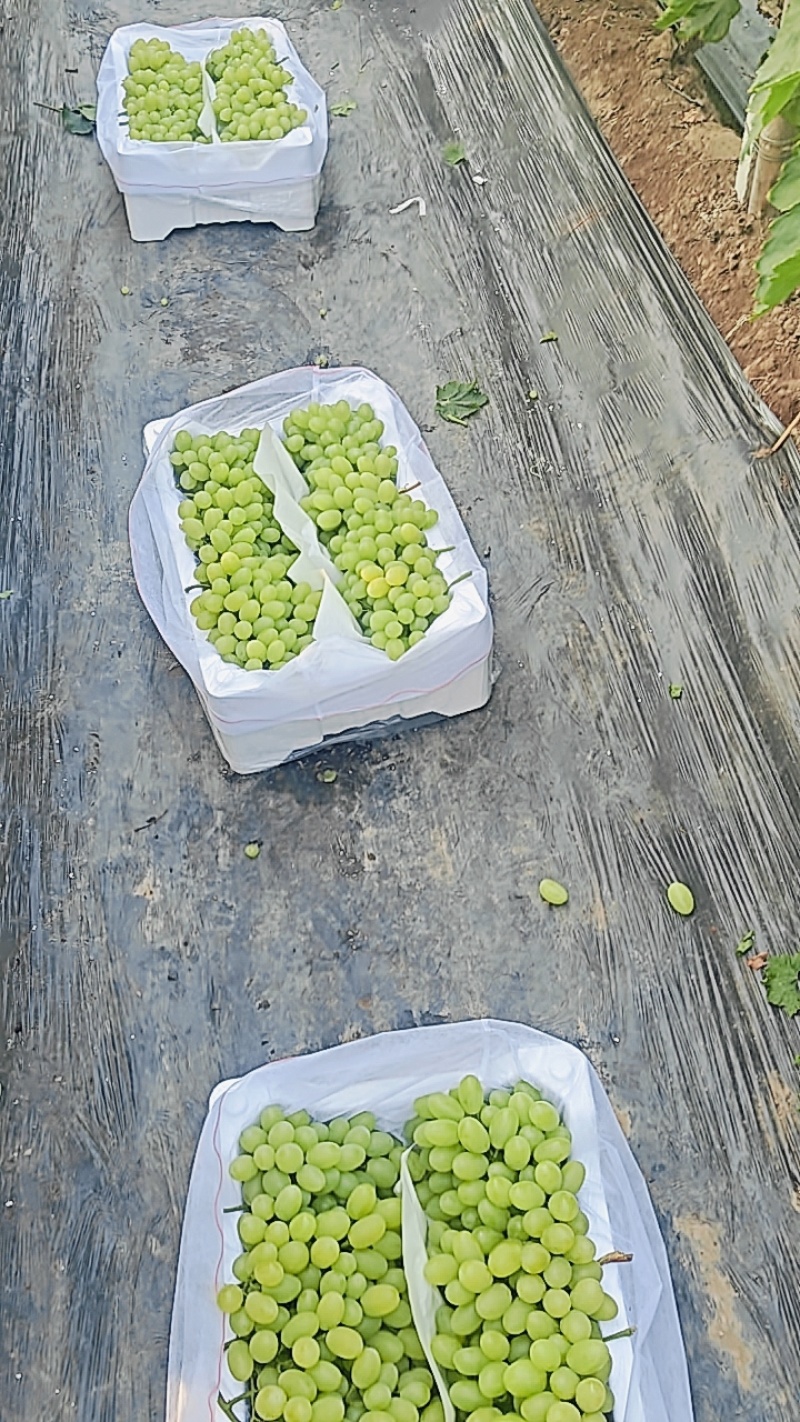 【维多利亚葡萄】河北饶阳县葡萄种植基地产地直发品种齐