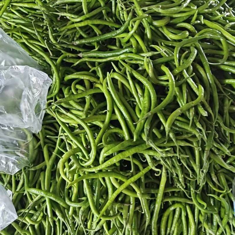河南周口线椒大量接单产地直发量大从优欢迎来电