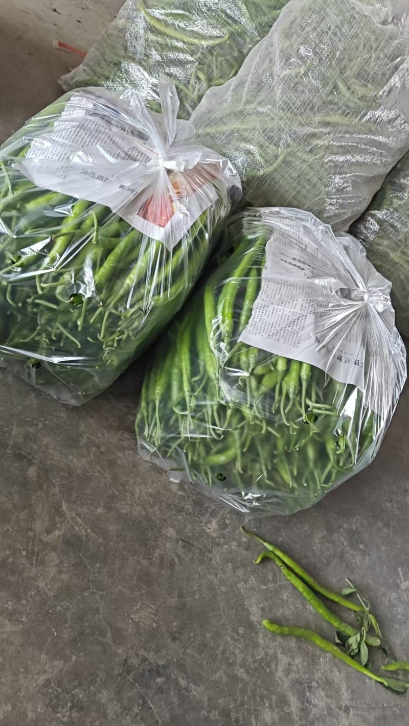 河南周口线椒大量接单产地直发量大从优欢迎来电