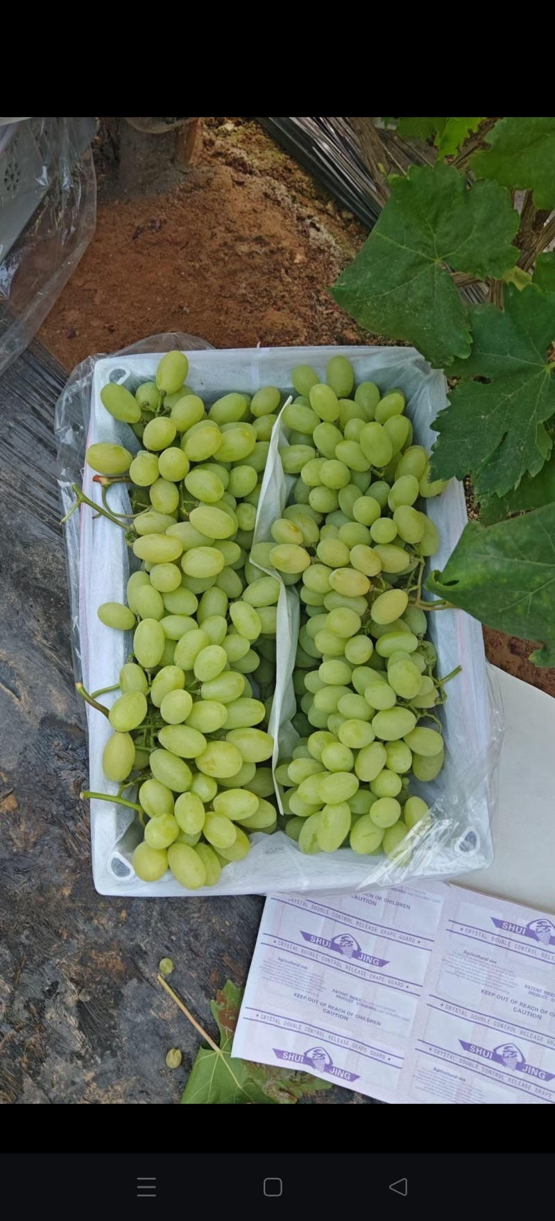【维多利亚葡萄】河北饶阳县葡萄种植基地产地直发品种齐