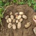 【推荐】河南土豆大量上市/沃土5号/视频看货/量大优惠