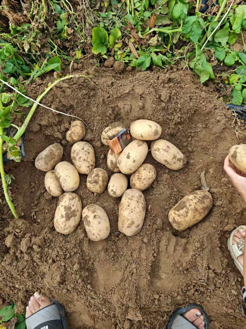 【推荐】河南土豆大量上市/沃土5号/视频看货/量大优惠