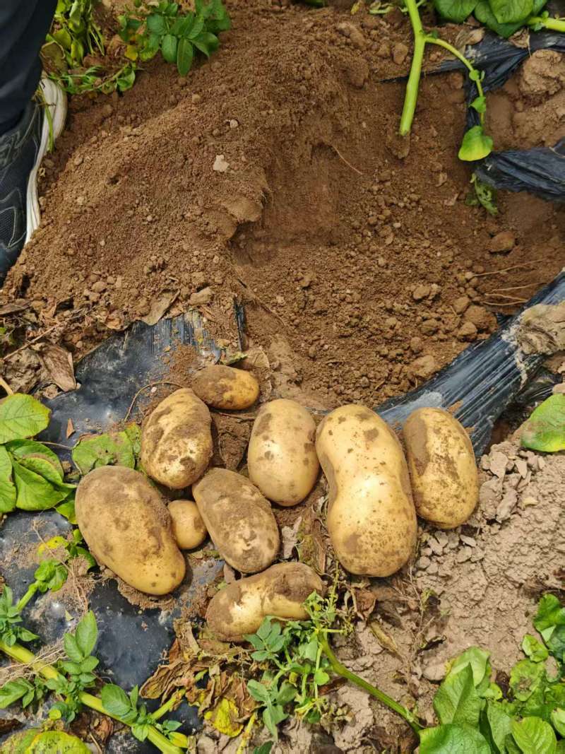 【推荐】河南土豆大量上市/沃土5号/视频看货/量大优惠