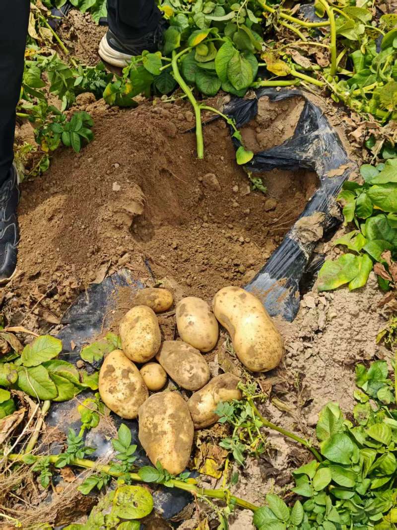 【推荐】河南土豆大量上市/沃土5号/视频看货/量大优惠