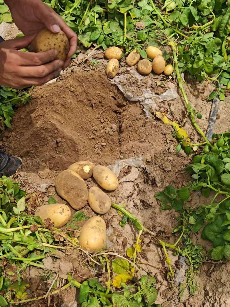【推荐】河南土豆大量上市/沃土5号/视频看货/量大优惠