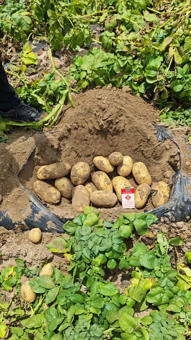 【推荐】河南土豆大量上市/沃土5号/视频看货/量大优惠