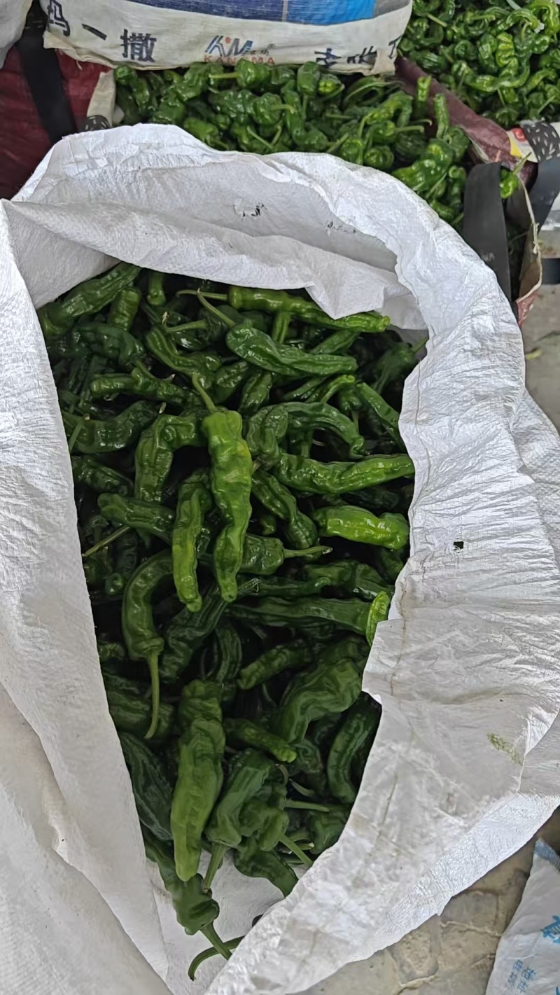 河南周口芜湖椒大量上市产地直发量大从优欢迎来电咨询