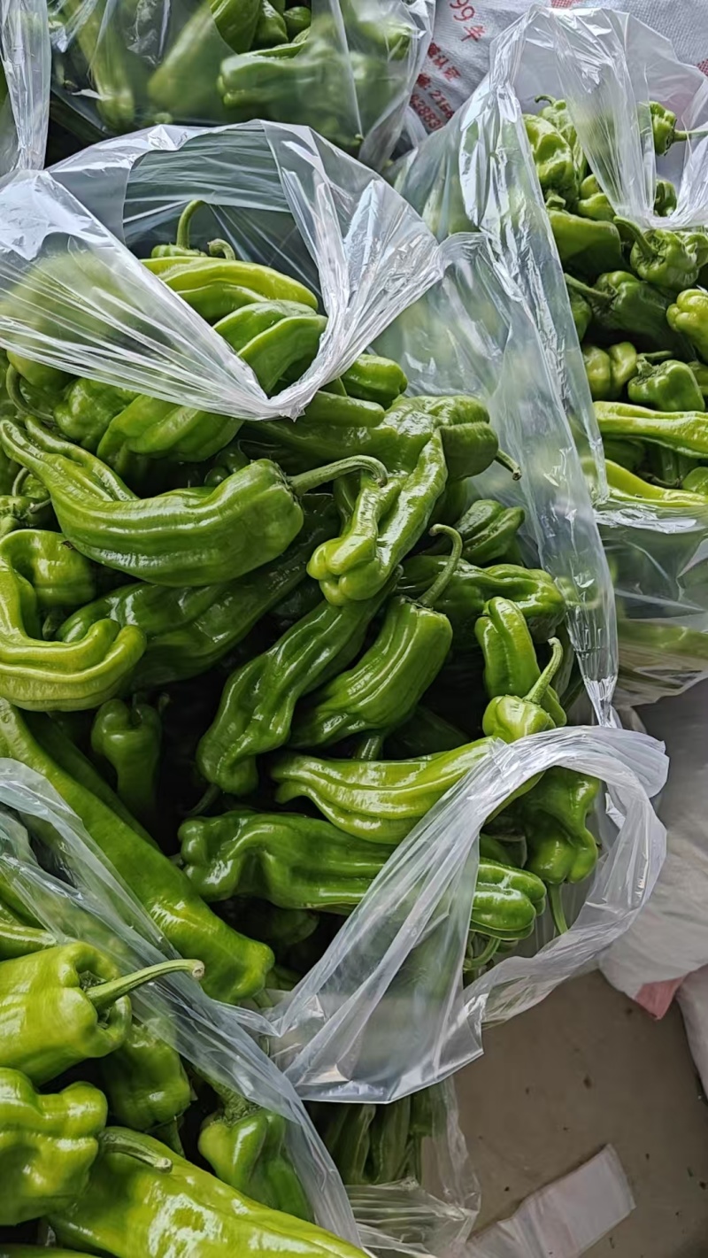 河南周口芜湖椒大量上市产地直发量大从优欢迎来电咨询