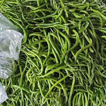 周口精品线椒大量上市品质保证量大从优欢迎下单