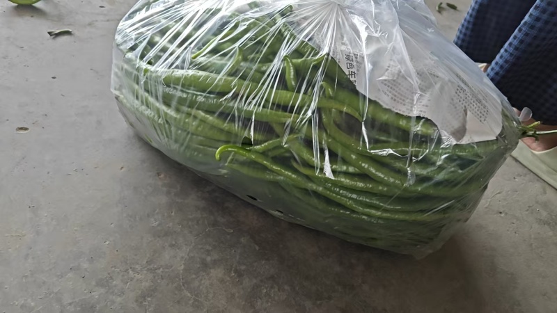 周口精品线椒大量上市品质保证量大从优欢迎下单