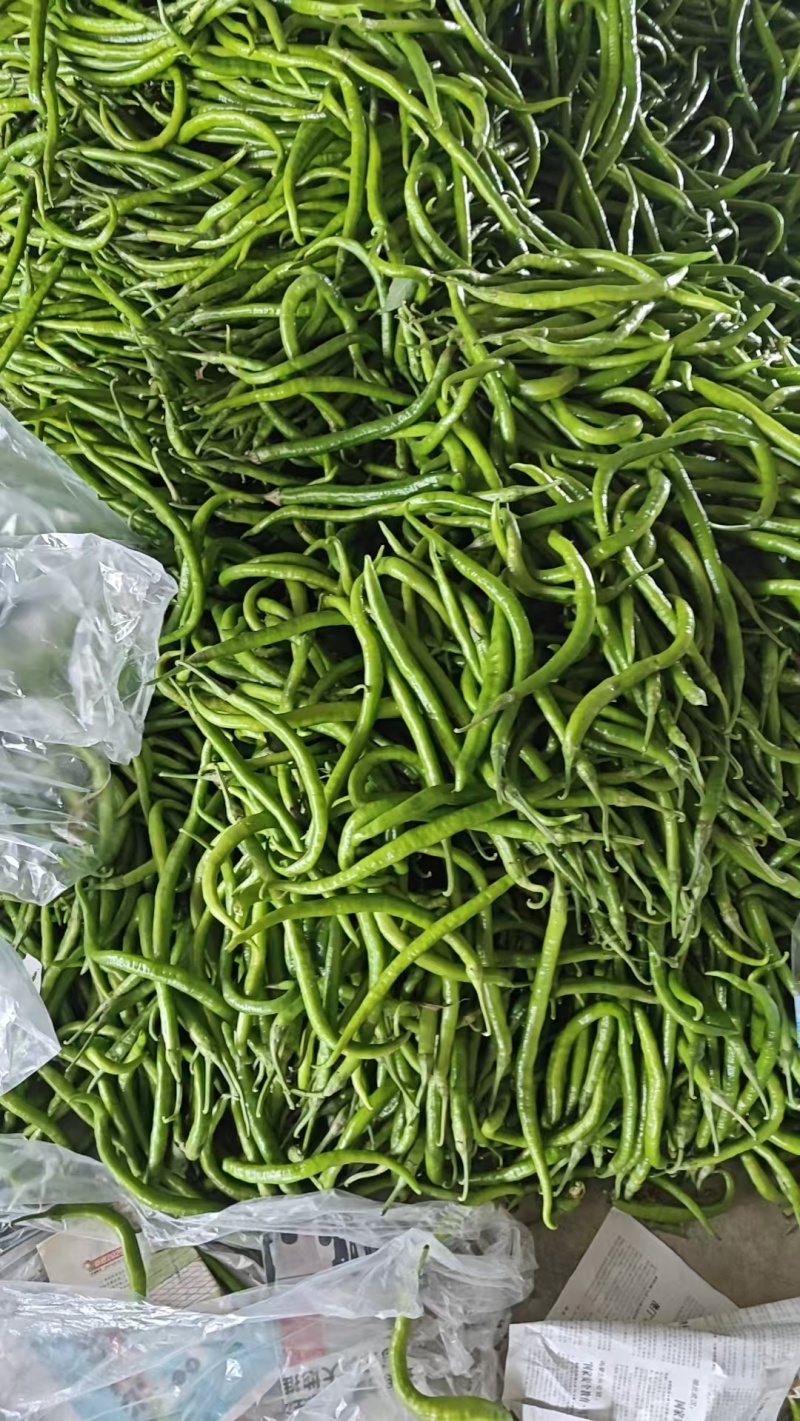 周口精品线椒大量上市品质保证量大从优欢迎下单