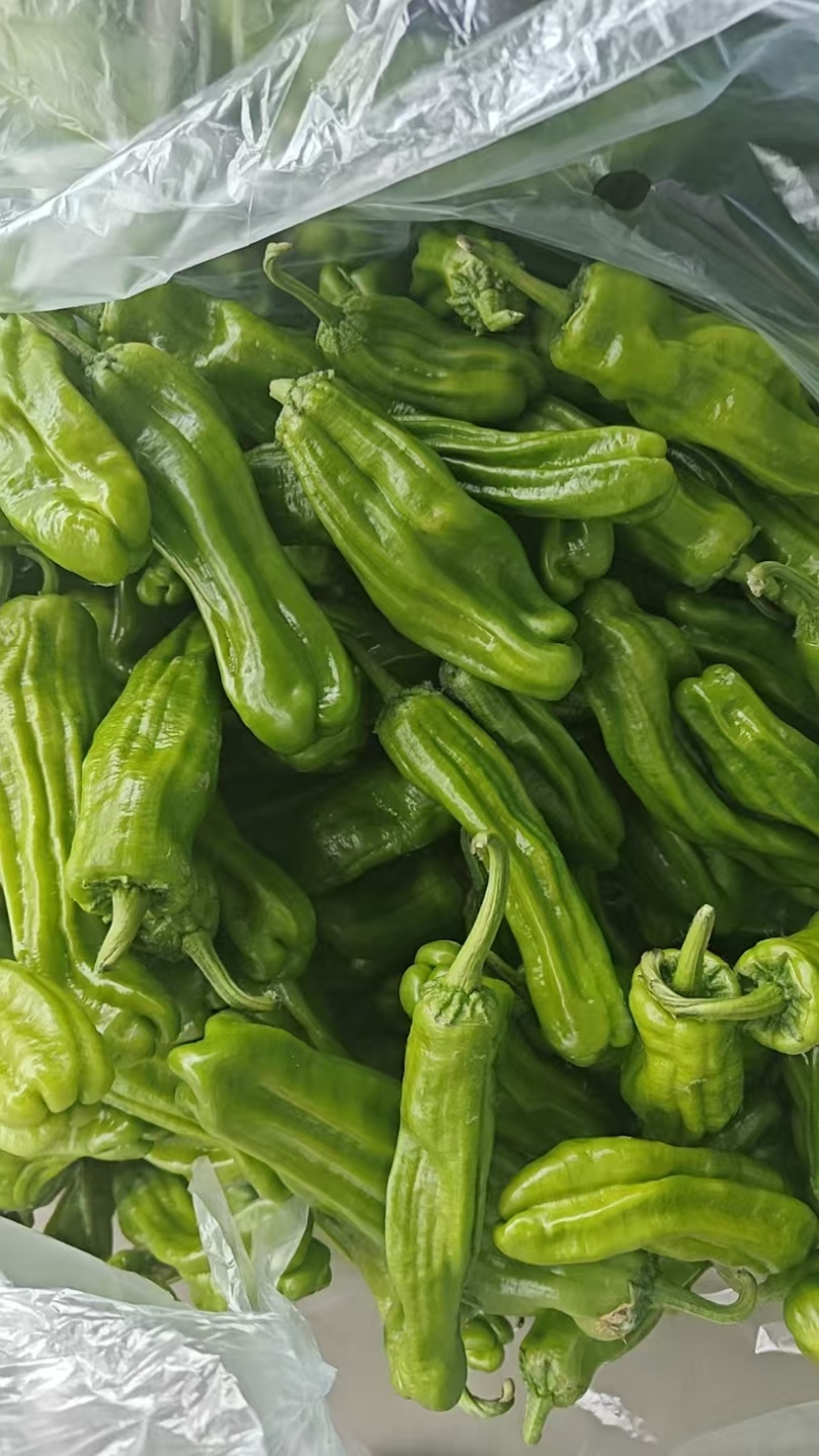 周口芜湖椒大量上市货源充足保质保量欢迎来电