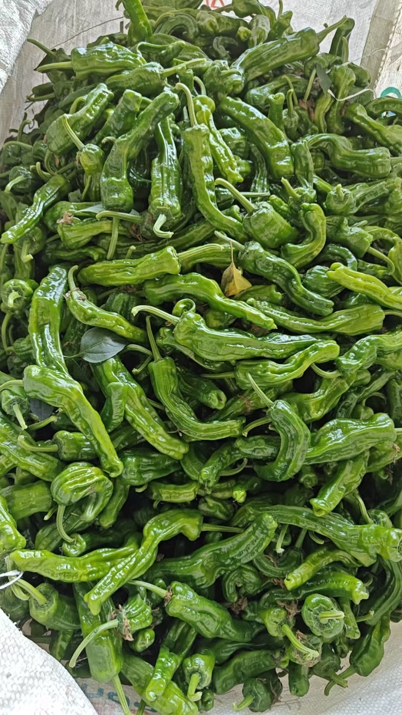 周口芜湖椒大量上市货源充足保质保量欢迎来电