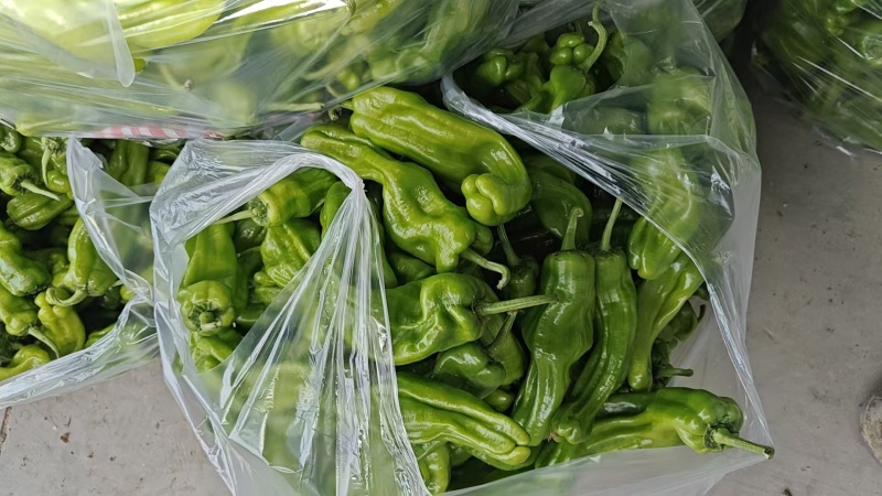 周口芜湖椒大量上市货源充足保质保量欢迎来电