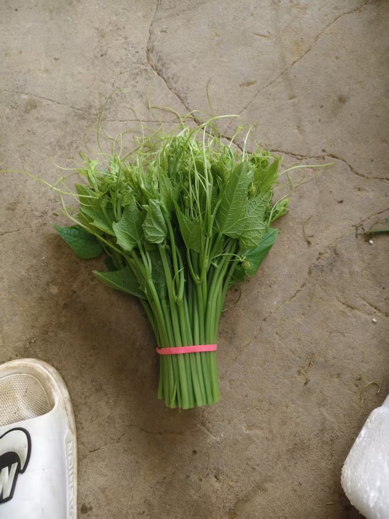 龙须菜