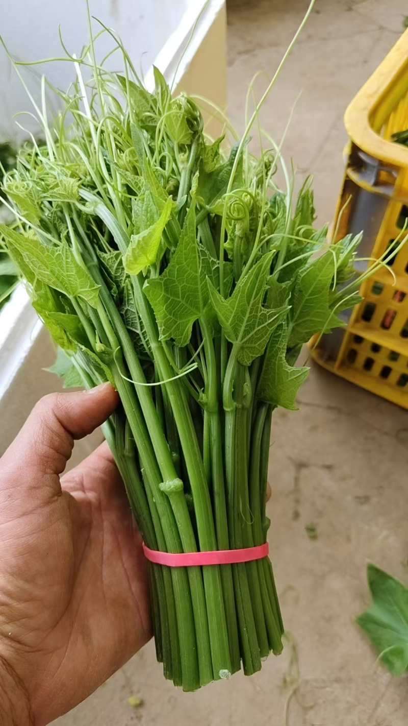龙须菜