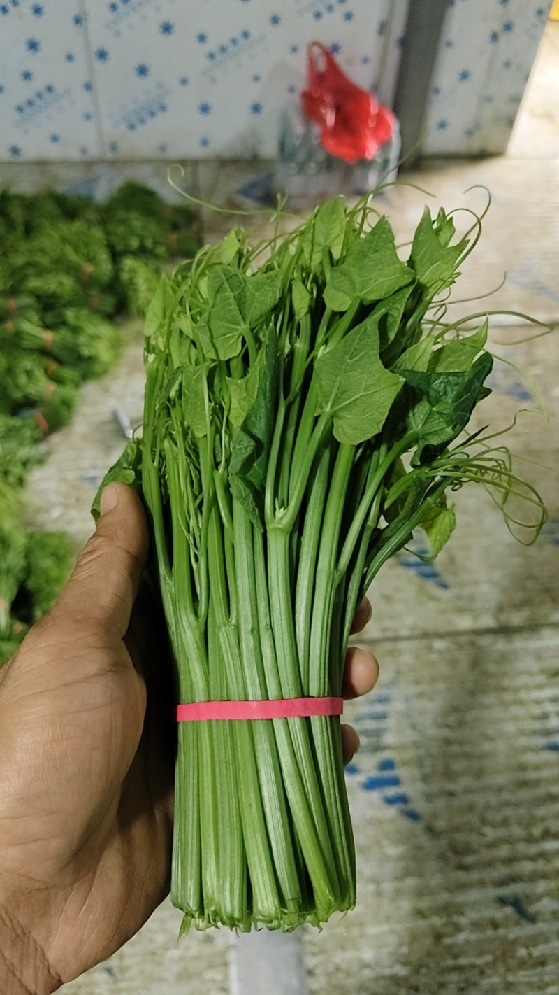 龙须菜