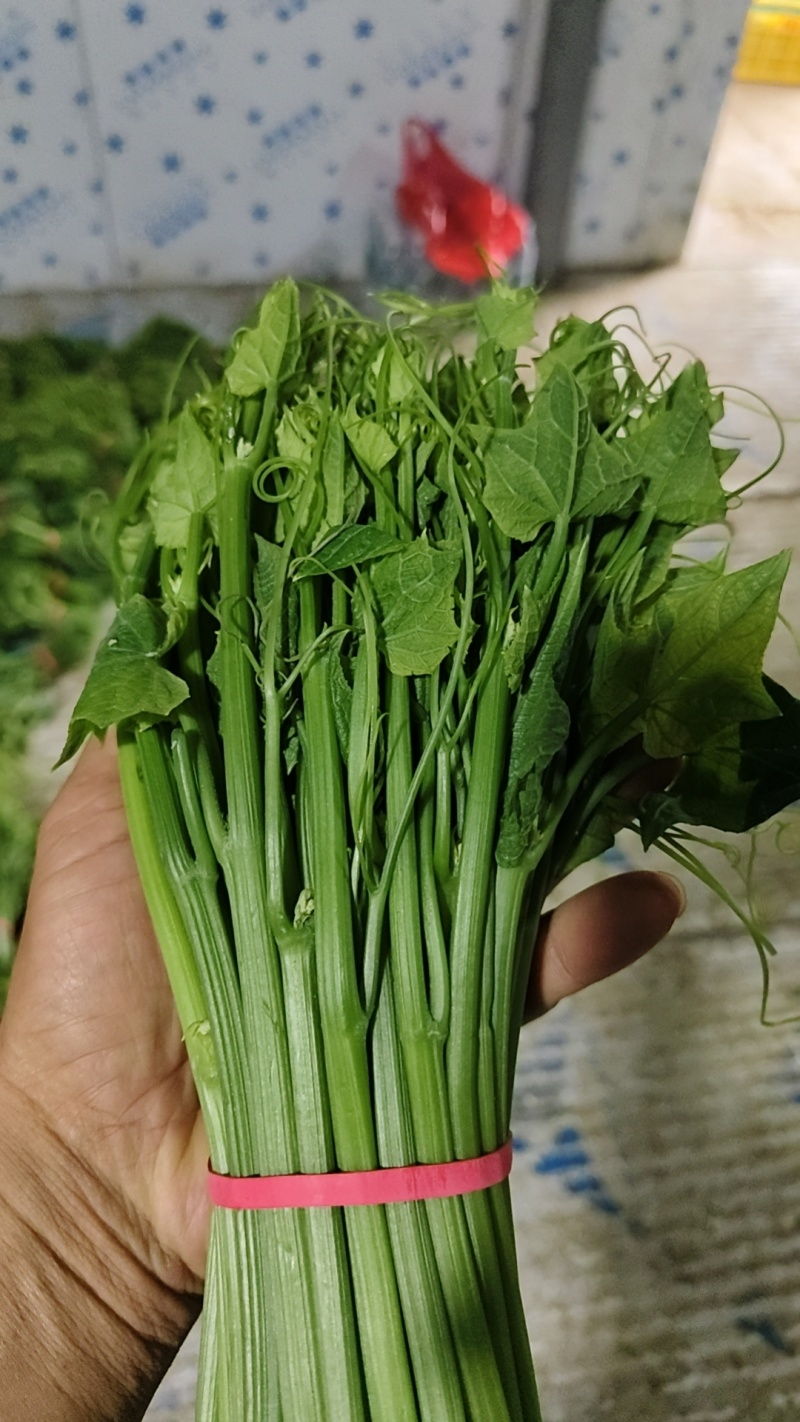 龙须菜