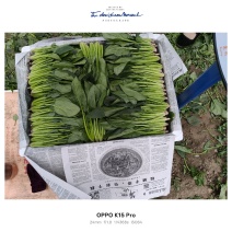 内蒙菠菜大量有货，价格便宜，保质保量
