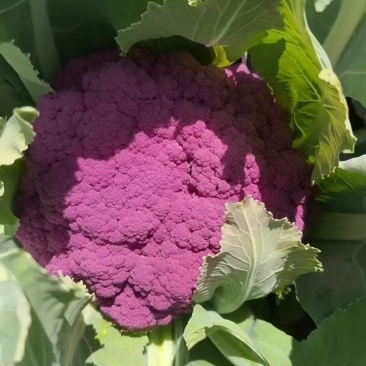 紫花菜
