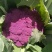 紫花菜