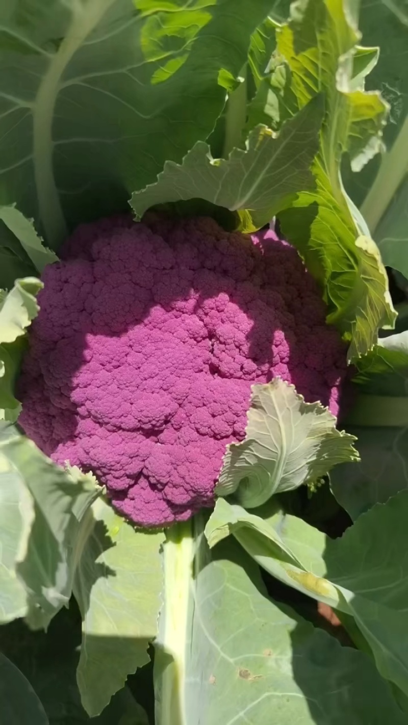 紫花菜