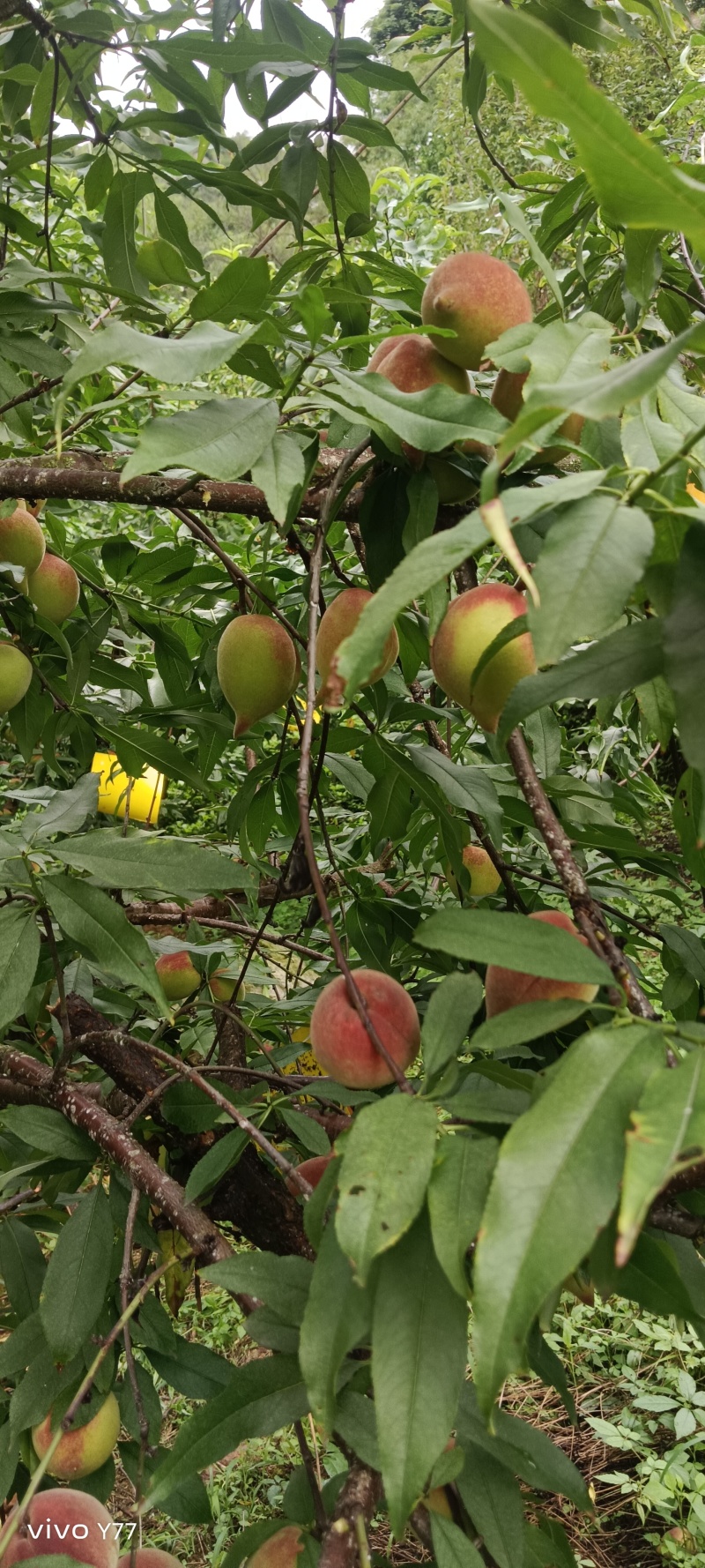东江湖清江脱骨离核大果鹰嘴桃