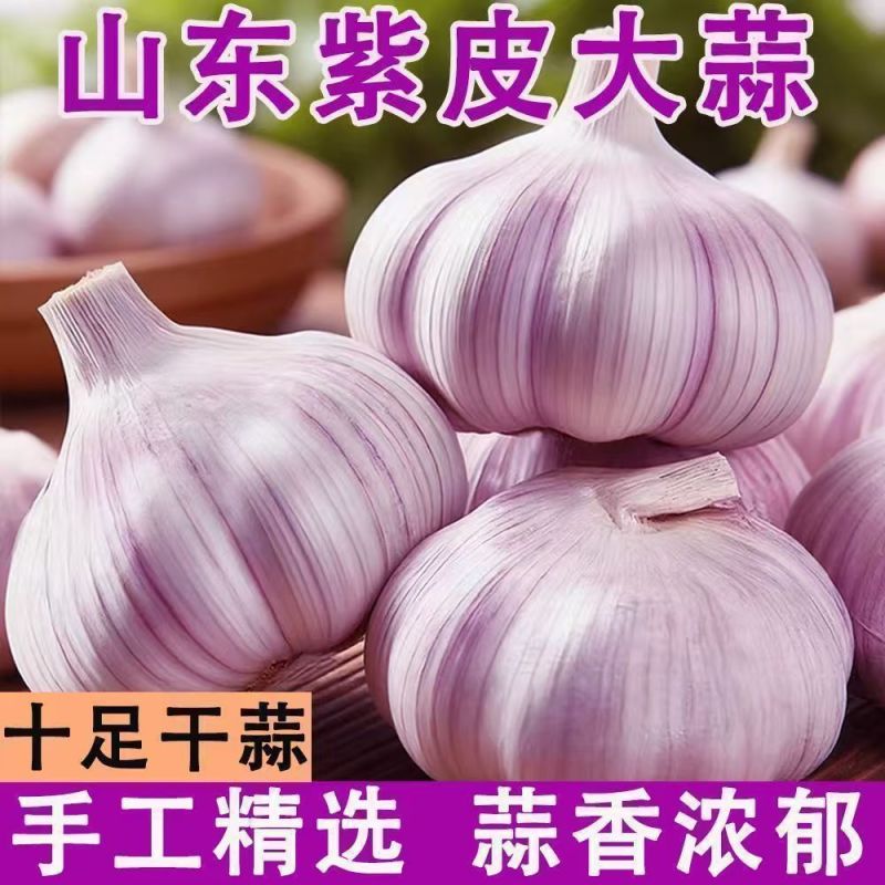精品新干蒜紫皮白皮出口贸易，市场批发保质保量，全国发货