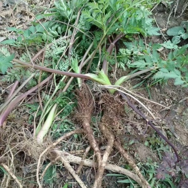 荒地空地别闲置，种上通草，多年持续采收卖药材
