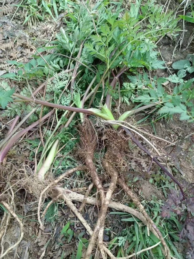 荒地空地别闲置，种上通草，多年持续采收卖药材