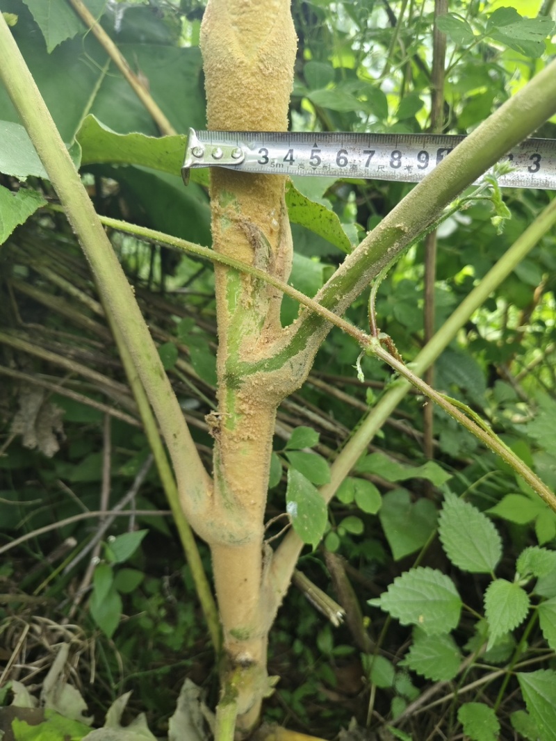 荒地空地别闲置，种上通草，多年持续采收卖药材