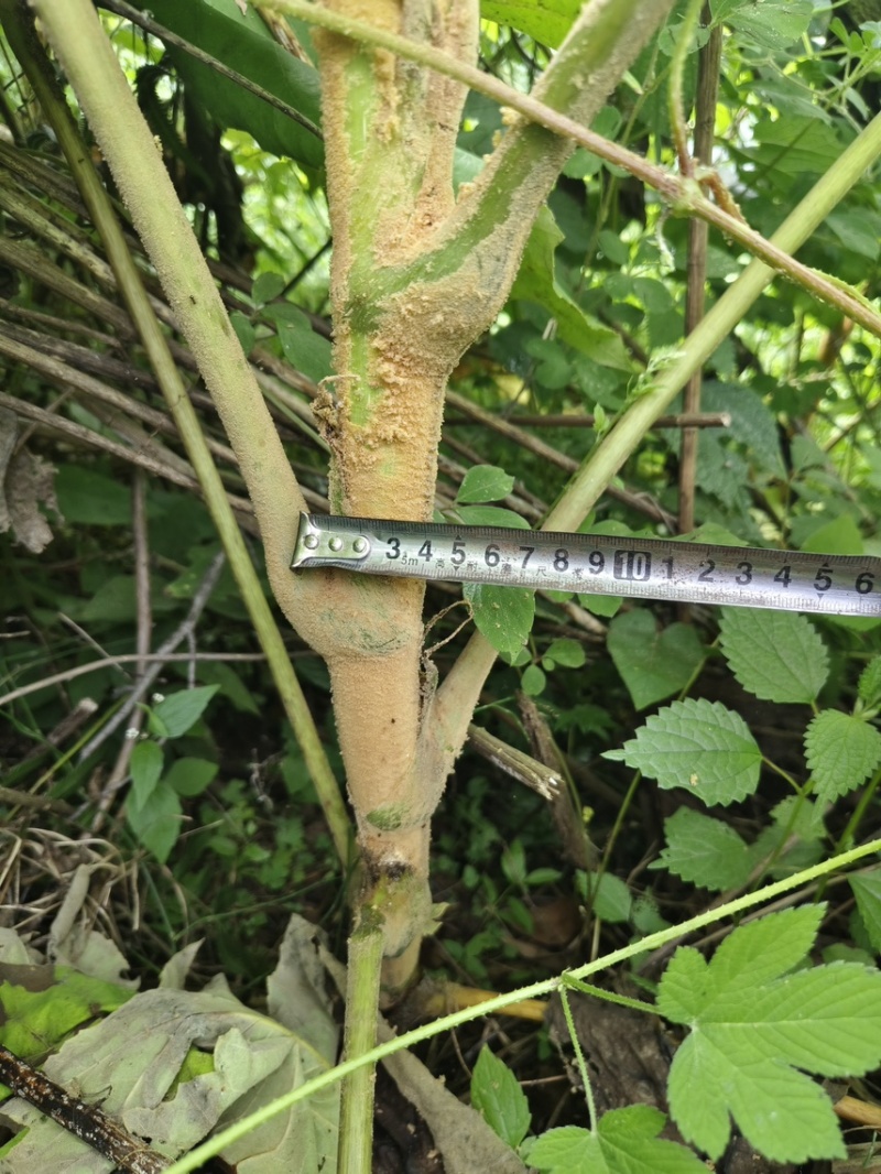 荒地空地别闲置，种上通草，多年持续采收卖药材