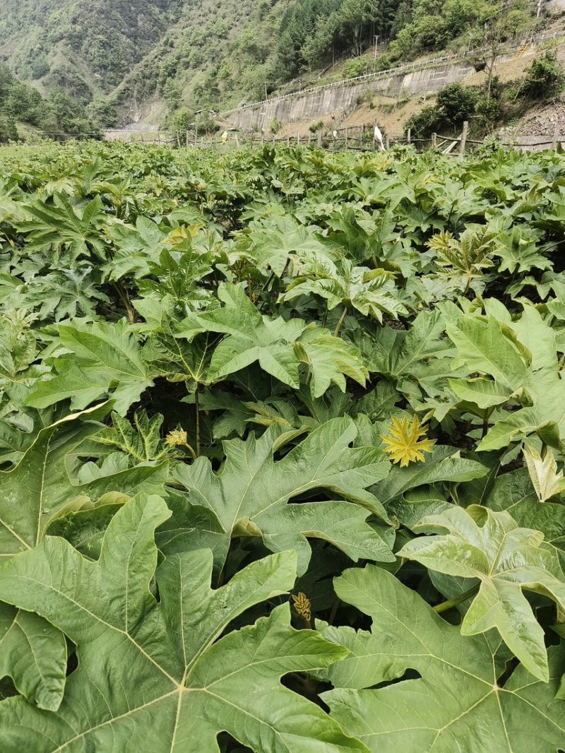 荒地空地别闲置，种上通草，多年持续采收卖药材