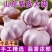 精品新干蒜紫皮白皮出口贸易，市场批发保质保量，全国发货