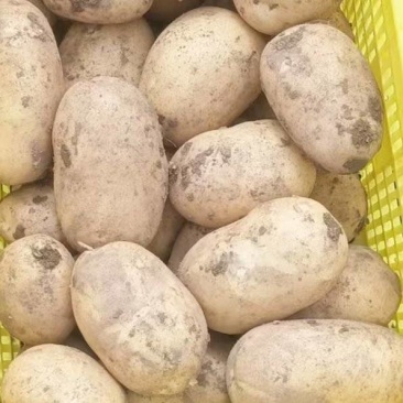 陕西宝鸡精品沃土226希森土豆三两通天欢迎随时咨询