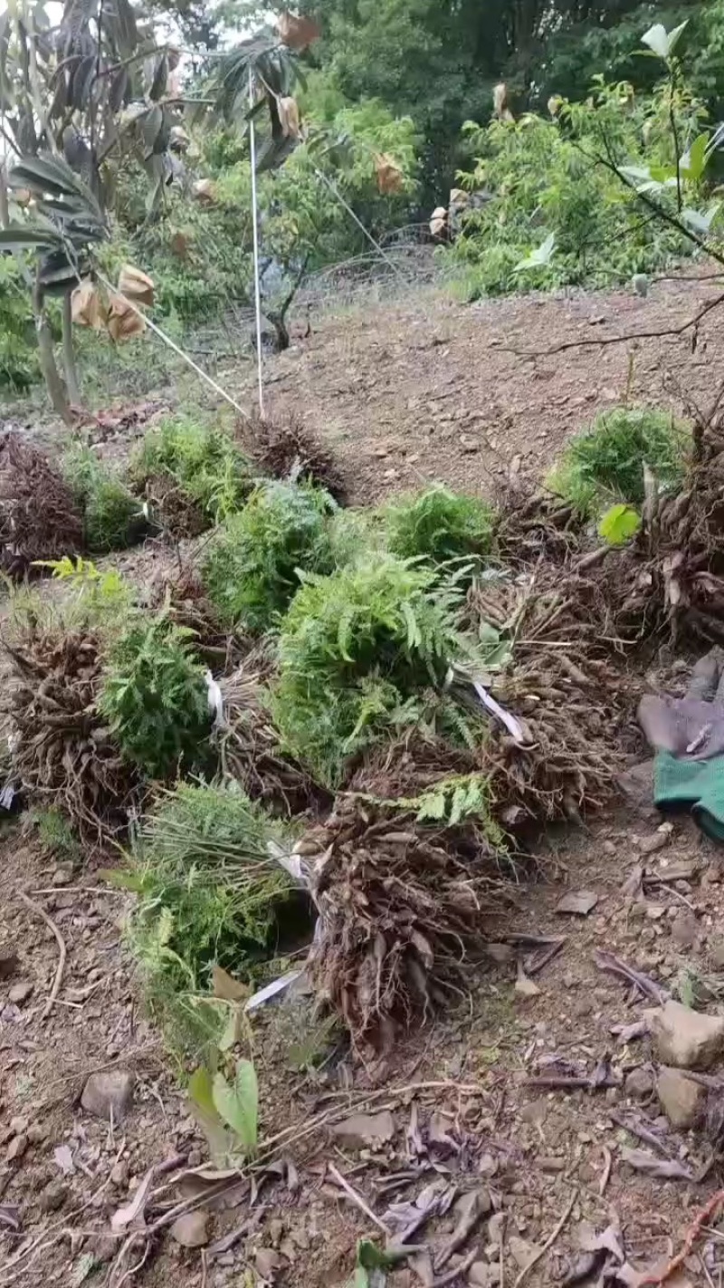 今年有老板要天冬苗的联系我，有几百万棵量大优惠