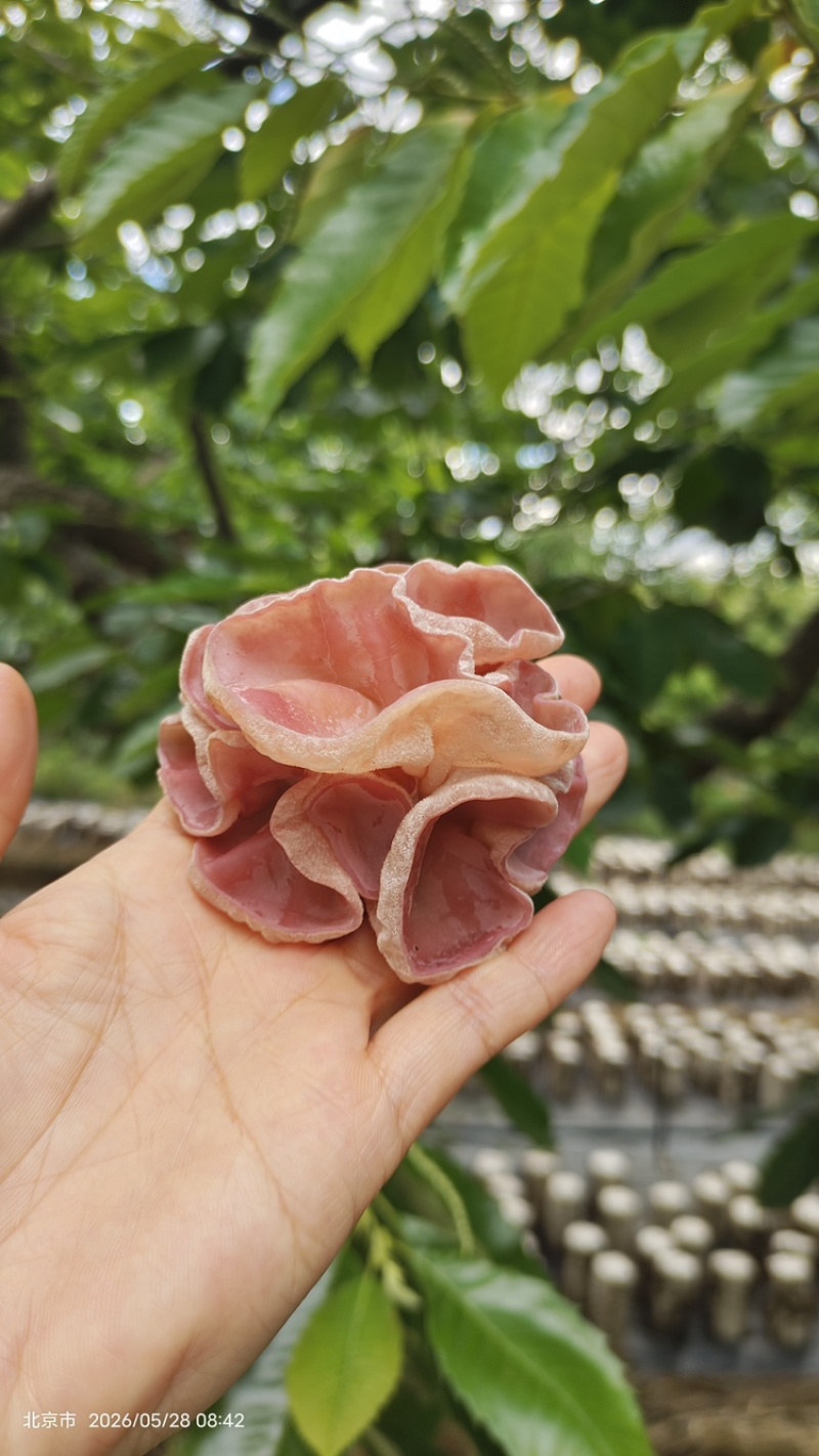 贵妃粉木耳鲜货