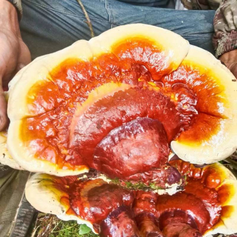 灵芝｜金边少见金边野生灵芝！深山老林自然长成