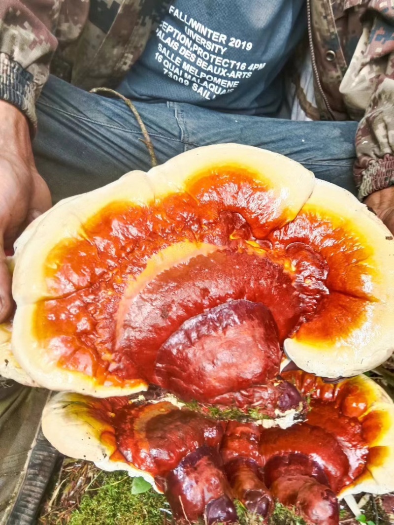 灵芝｜金边少见金边野生灵芝！深山老林自然长成
