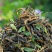 柠檬红茶柠檬茶红茶云南红茶批发价散装500克