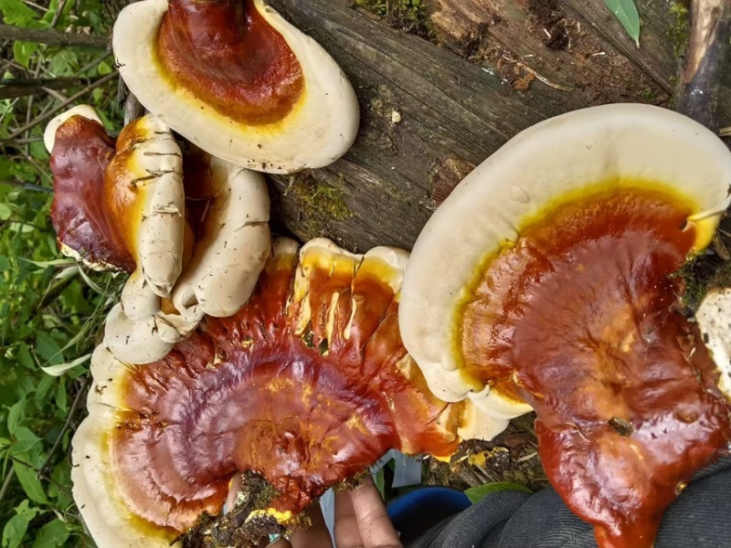 灵芝｜金边少见金边野生灵芝！深山老林自然长成