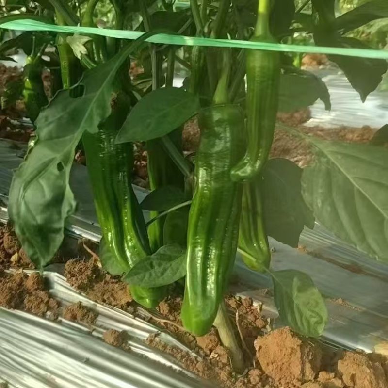 苏泡17号辣椒种子早熟浅绿大果型薄皮泡椒高产抗病辣味中等