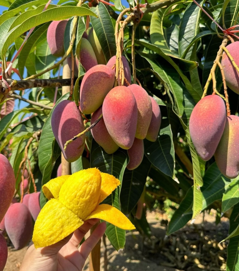 贵妃芒四川芒果，产地直发，对接电商，抖音，快手，一件代发