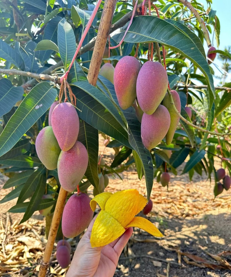 贵妃芒四川芒果，产地直发，对接电商，抖音，快手，一件代发