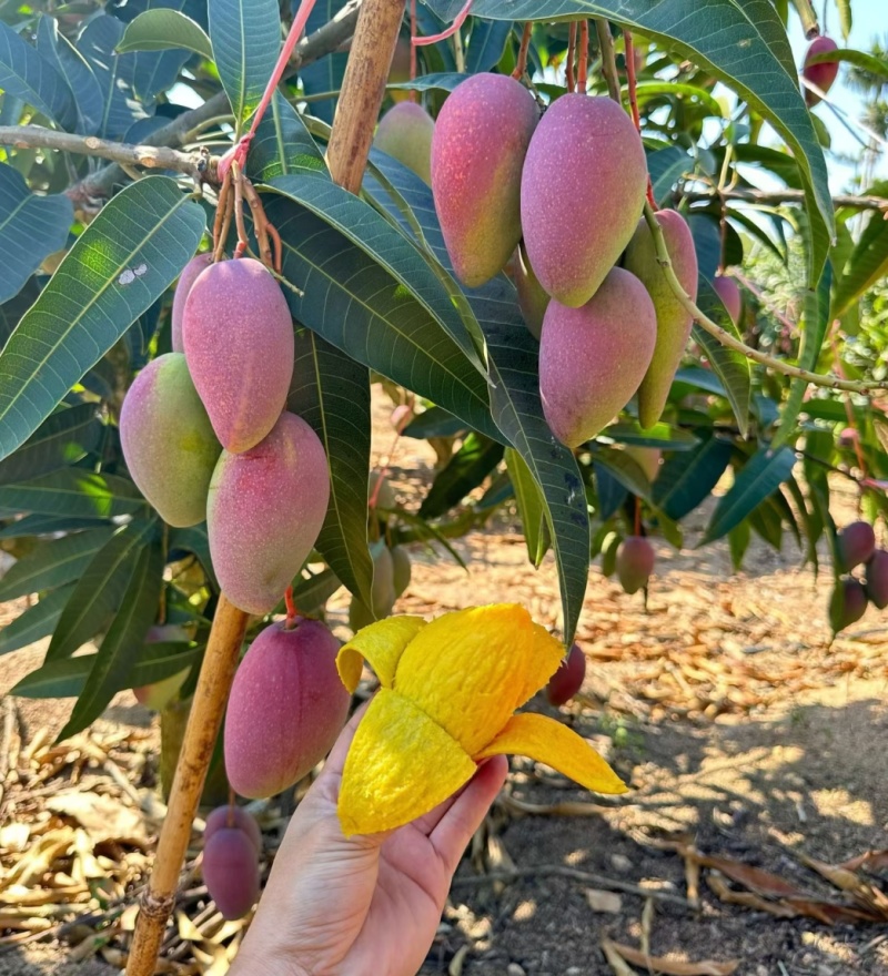 贵妃芒四川芒果，产地直发，对接电商，抖音，快手，一件代发