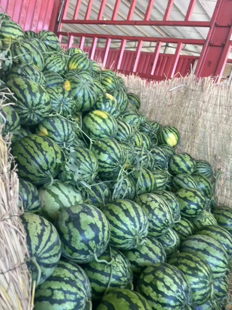精选美都西瓜麒麟西瓜对接电商市场商超保质保量可售后一条龙