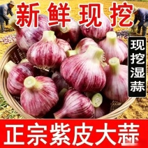 精品新干蒜紫皮白皮出口贸易，市场批发保质保量，全国发货